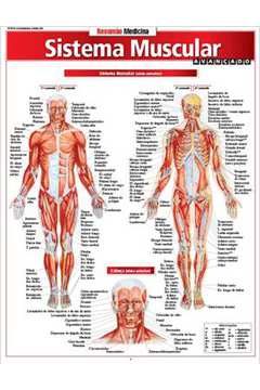 Sistema Muscular Avancado